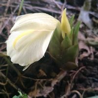 ミョウガ,花のある暮らし,山菜,無農薬栽培,実りに感謝の画像