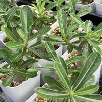 アデニウム,バオバブ,アデニウム オベスム,塊根植物,実生の画像