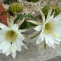 サボテン,セイヨウニンジンボクの画像