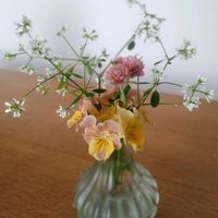 カレックス,ルピナス,ビオラ,ビオラ,ユーフォルビア ダイヤモンドスターの画像