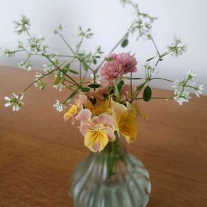 カレックス,ルピナス,ビオラ,ビオラ,ユーフォルビア ダイヤモンドスターの画像