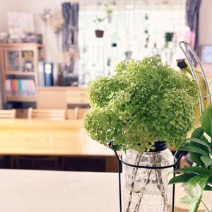 ノリウツギ,ノリウツギ リトルライム,切り花,生花,PWの画像