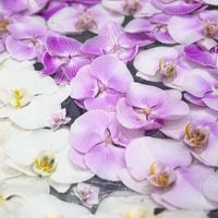 グズマニア,コチョウラン,豊橋駅周辺の花ばな,チーム愛知,GSアダルトチームの画像