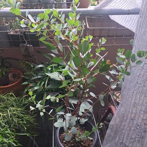 ユーカリ ウェブステリアナ,成長記録,植中毒,植物好き,ベランダの画像