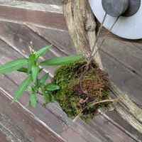 ハナタデ,何かの苔です,苔玉,山野草,夏の山野草の画像