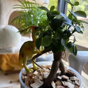 ガジュマル,観葉植物,成長記録の画像
