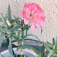小さな花壇,ガーデニング初心者,小さな庭の画像