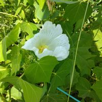 フヨウの画像