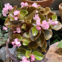 ハナキリン,ハマナス,ベゴニア,はつゆきかずら,ピンクの花の画像