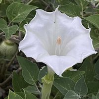 チョウセンアサガオ,チョウセンアサガオの実,チョウセンアサガオの蕾,帰化植物,有毒植物の画像