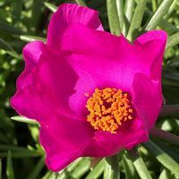マツバボタン,マツバボタン,多肉植物,公園,鉢植えの画像