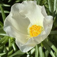 マツバボタン,多肉植物,公園,鉢植え,花壇の画像