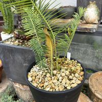ソテツ,ディオーン・エデュレ,ディオーン スピヌロスム,多肉植物,珍奇植物の画像