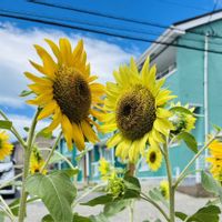 ミニひまわり,ミニひまわり『夏物語』,小さな花壇,賃貸ガーデニングの画像