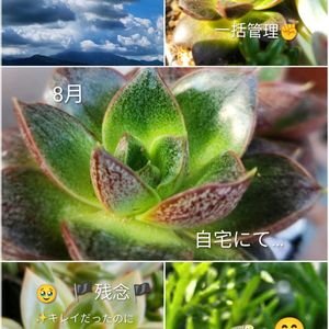 エケベリア,プルポレウム,アディオス,お空…2回目投稿でしたね_(..)_,多肉植物の画像