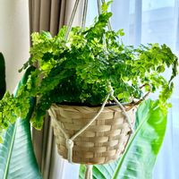 アジアンタム,観葉植物,インテリアグリーン,緑は癒し,リビング・ダイニングの画像