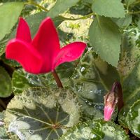 鉢植え,花壇,ガーデニング,自宅,2026スタートの画像