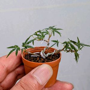 長良川もみじ,盆栽,ミニ盆栽,盆栽苗木,まめ盆栽の画像