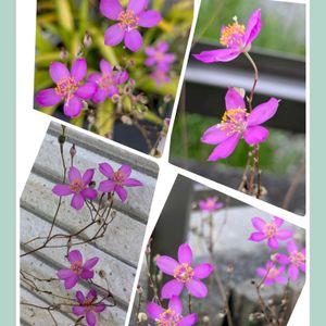 エキナセア,カーネーション,ペチュニア,セイロンライティア,草花火の画像