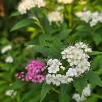 シモツケ ,感謝,花のある暮らし,いつまでも,き　れ　い❤の画像