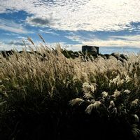 ススキ,ススキ,ナナカマド,ナナカマド,秋の気配の画像