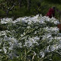 ハツユキソウ,花壇の画像