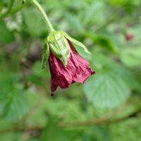 イチゴ,ベニバナイチゴ,高山植物類,登山道の花の画像