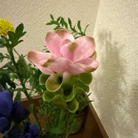 クルクマの画像