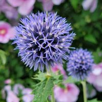 カサブランカ,エキノプス,瑠璃玉アザミ,ルリダマアザミ,花のある暮らしの画像