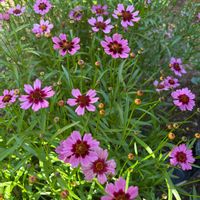 コレオプシス,コレオプシス ガーネット,花壇,癒し,ピンクの花の画像