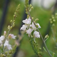 宿根リナリア,宿根リナリア プルプレア,花壇,ピンクの花,こぼれ種の画像