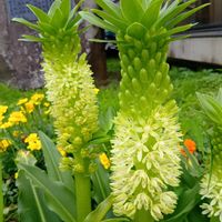 アブチロン,クレマチス,ﾊﾟｲﾅｯﾌﾟﾙﾘﾘｰ,可愛い❤,可愛いお花♡の画像