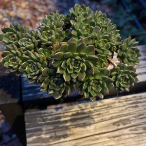 多肉植物,エケベリア属,群生,成長,記録の画像