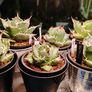 アガベ,アガベ チタノタ,アガベ ホリダ,多肉植物,観葉植物の画像