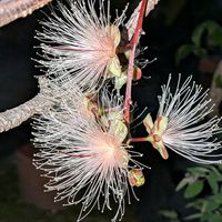 サガリバナ,沖縄,横浜の画像