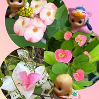 ハナキリン,マハラジャ,初雪カズラ,ピンクのお花,ピンクの日の画像
