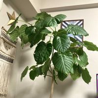 ウンベラータ,観葉植物の画像