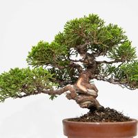 真柏,盆栽の画像