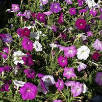 ペチュニア,スベリヒユ,スベリヒユ,花に癒されて,病院の帰りにの画像
