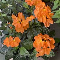 ベロニカ,クロサンドラ かがり火,クロサンドラ かがり火,クロサンドラ かがり火,クロサンドラ…の画像