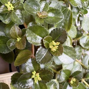 ペチュニア,ピレア サンパウロ,観葉植物,地植え,花芽の画像