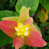 セイヨウニンジンボク,ヒペリカム,チェストベリー セイヨウニンジンボク,ナチュラルガーデン,お花のある生活の画像