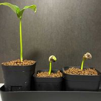 バオバブ,アダンソニア,観葉植物,実生,熱帯植物の画像