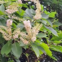 ウツボグサ,ムベ,キノコ,コマツナギ,リョウブの画像
