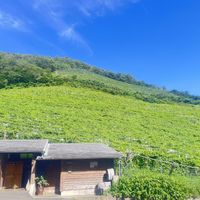 ブドウ,ドライブ,栃木県,十割蕎麦,ワイナリーの画像