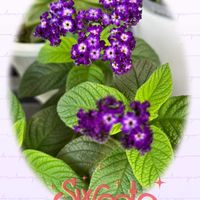 ヘリオトロープ,可愛らしい,花のある暮らし,甘い香りの画像