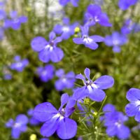 イトトンボ,ロベリア　ジャンヌ　インパルス,リンドウの葉,花のある暮らし,自宅にての画像