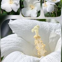 アブチロン,マンデビラ,ムクゲ,ムクゲ,ヤノネボンテンカの画像