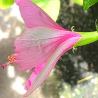 オキザリス,ハイビスカス,トウガラシ,輝かしい未来,木曜日は桃色の画像