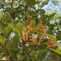 センダン,センダン,センニンソウ,紫陽花,サンゴジュの画像